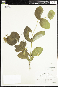 Lonicera hirsuta image