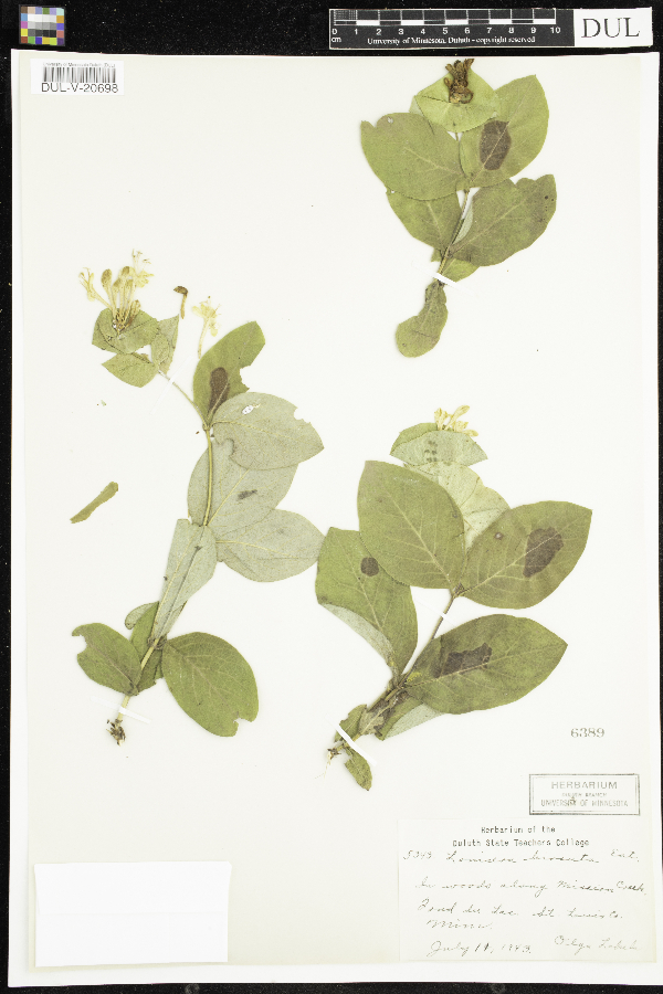 Lonicera hirsuta image