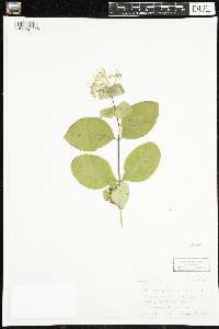 Lonicera hirsuta image