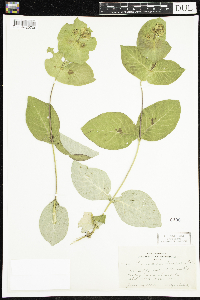 Lonicera hirsuta image