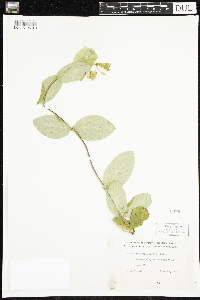 Lonicera hirsuta image