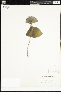 Lonicera hirsuta image
