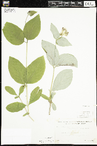 Lonicera dioica image