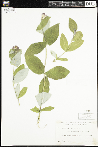 Lonicera dioica image