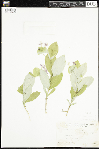 Lonicera dioica image