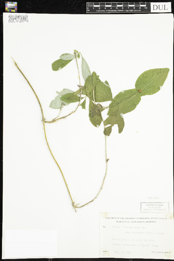 Lonicera dioica image