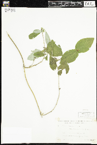 Lonicera dioica var. glaucescens image