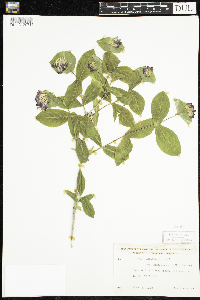 Lonicera dioica image