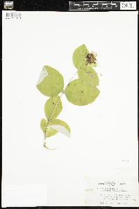 Lonicera dioica image