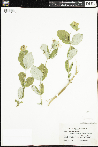 Lonicera dioica image