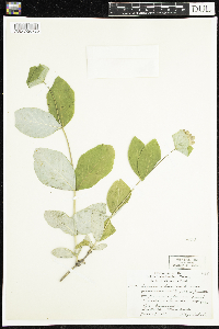 Lonicera dioica image