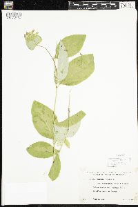 Lonicera dioica image