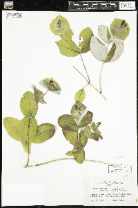 Lonicera dioica image