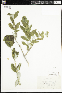 Lonicera dioica image