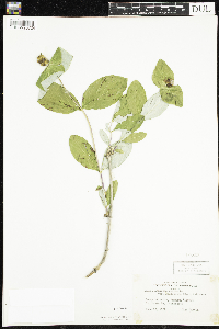 Lonicera dioica image