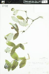 Lonicera dioica image