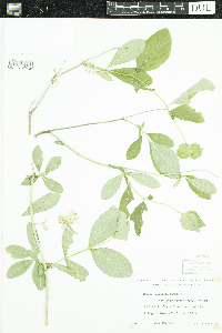 Lonicera dioica image