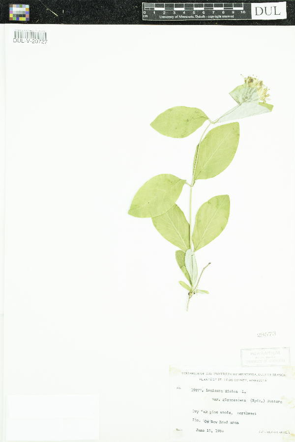 Lonicera dioica var. glaucescens image