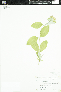 Lonicera dioica image