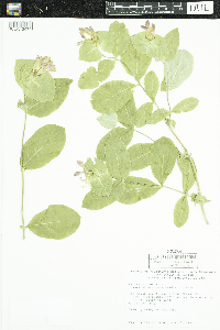 Lonicera dioica image