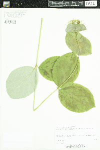 Lonicera dioica image
