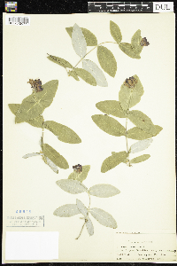 Lonicera dioica image