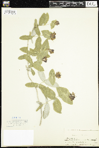 Lonicera dioica image