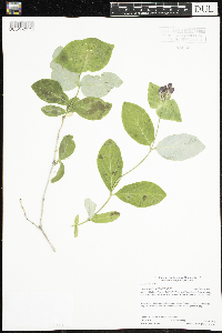 Lonicera dioica image