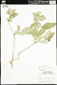 Lonicera dioica image
