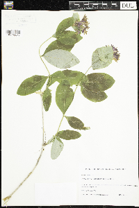 Lonicera dioica image