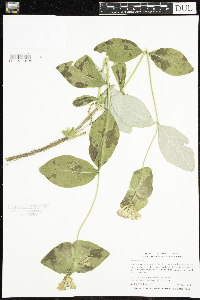 Lonicera dioica image