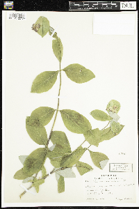 Lonicera dioica image