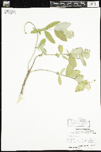 Lonicera dioica image