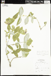Lonicera dioica image
