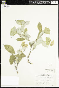 Lonicera dioica image
