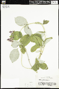 Lonicera dioica image