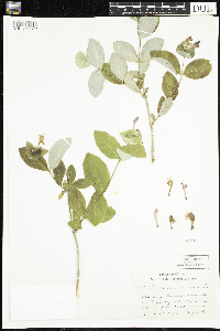 Lonicera dioica image