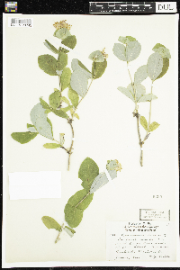 Lonicera dioica image