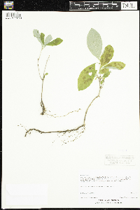 Lonicera dioica image