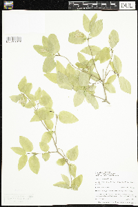Lonicera canadensis image
