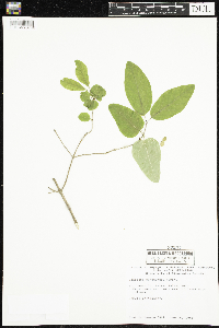 Lonicera canadensis image