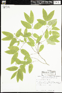 Lonicera canadensis image