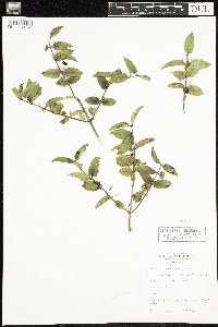 Lonicera canadensis image