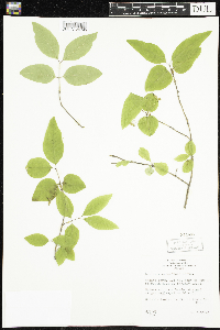 Lonicera canadensis image