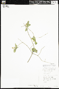 Lonicera canadensis image