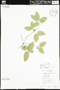 Lonicera canadensis image
