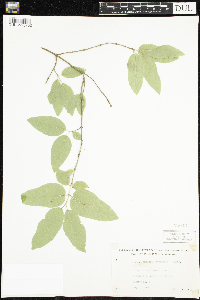 Lonicera canadensis image