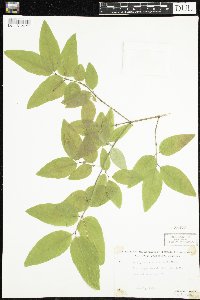 Lonicera canadensis image