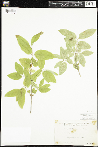 Lonicera canadensis image