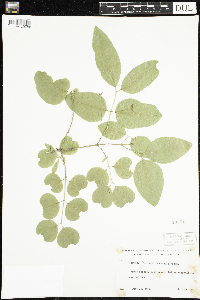 Lonicera canadensis image